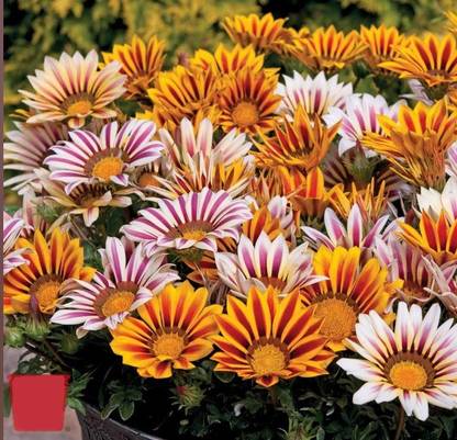 INTRA Gazania Tiger Stripes Mixed Seed