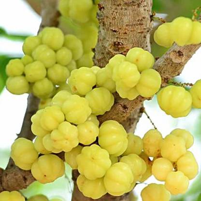 SREE Amla Seeds, Aamloki ,Gooseberry Seed, Amla Seeds For Gardening Seed