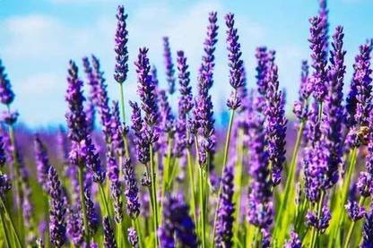 VibeX ® XXL-234 Russian Lavender Sineva Seed