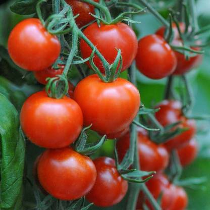 ActrovaX Tomato Mountain Magic F1 20 [4000 Seeds] Seed