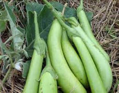 SM Exports Brinjal - Arka Shirish Brinjal vegetable seeds 2000 seeds per pack. Seed