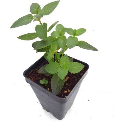 CYBEXIS LX-47 - Chocolate Mint - (150 Seeds) Seed