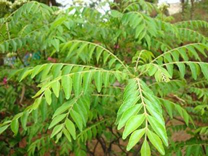 Kapebonavista Kari Patta Kadi Patta Meetha Neem Curry Leaf Tree Plant Seed
