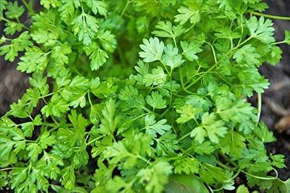 CHILLATAI Coriander / Dhaniya / Kothamalli Seed