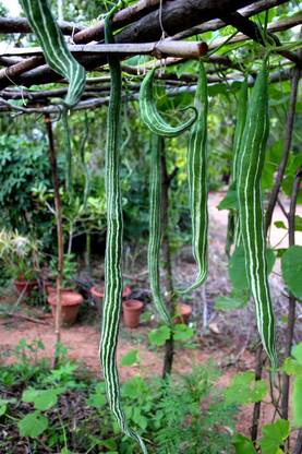 ASPEN Snake Gourd | Potlakaya | Padavala Kayi Seed