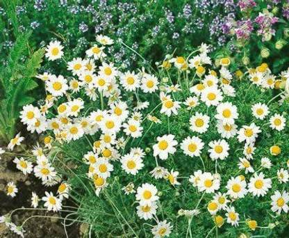 CYBEXIS XLL-1 - German Chamomile - (250 Seeds) Seed