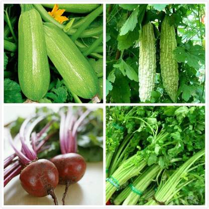 CYBEXIS 4 Varieties:Beet,Bitter Gourd,Celery,Zucchini Seed