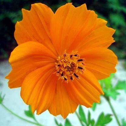 CYBEXIS LXI-90 - Flower : Cosmos - (270 Seeds) Seed