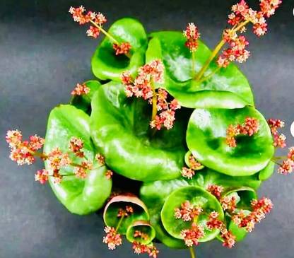 Srushtitraders Crassula Umbella Semillas Seed