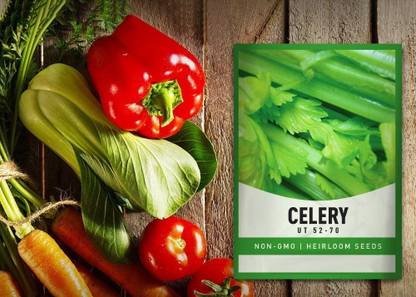 CYBEXIS NDIR-85 - Celery Tall Utah - (250 Seeds) Seed