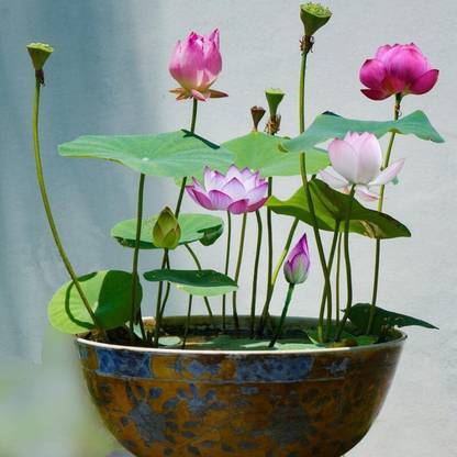 VibeX PAU-45 - Water Lily Flower Non-GMO - (270 Seeds) Seed