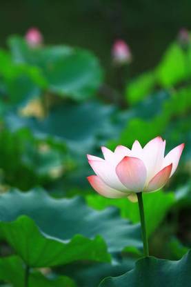 SEATERN LOTUS,KAMAL SEEDS Seed