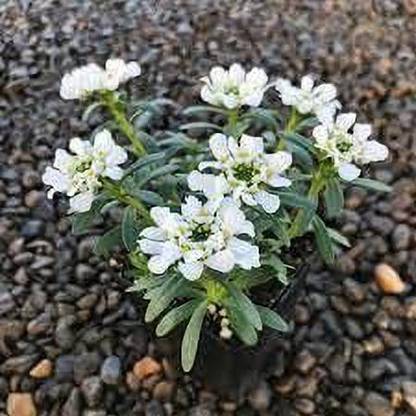 Lorvox Candytuft (Perennial) Snowflake Seed