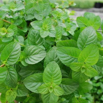 VibeX VVI-89 - Spearmint Aromatic Herb - (450 Seeds) Seed