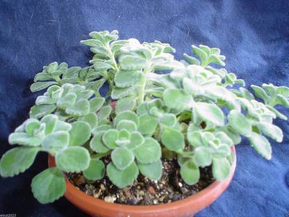 WILLVINE GUA-260 Broad Leaf Thyme AKA Cuban Oregano Seed