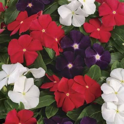 ibains Vinca rose flower seeds Seed