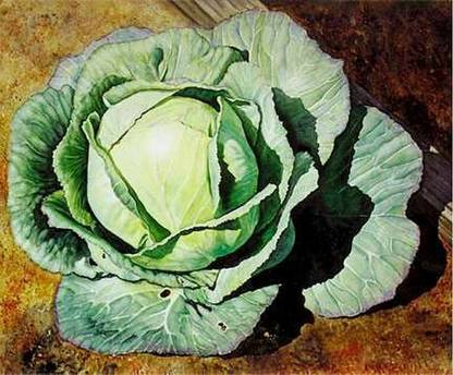 MYLAWN Cabbage- Early Jersey Seed