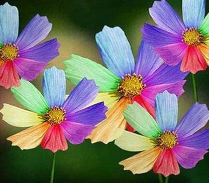 CYBEXIS PUAS-77 - Hybrid Rainbow Chrysanthemum - (270 Seeds) Seed