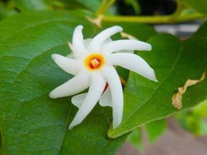 BDSresolve nigella seeds/kalonji seeds 9 Seed