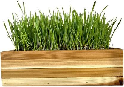 VibeX XL-97 - Sweet Oats for Cats Seed