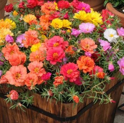 ROSEMERC Portulaca Mixed colour seeds/Nela gulabhi ( 100 seeds) Seed