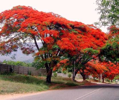 SUAA Gulmohar flower Seed