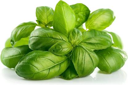 VibeX XLL-86 - Genovese Sweet Large Leaf Basil - (13500 Seeds) Seed