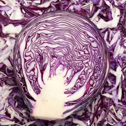 Avysa Mammoth Red Rock Cabbage Seed