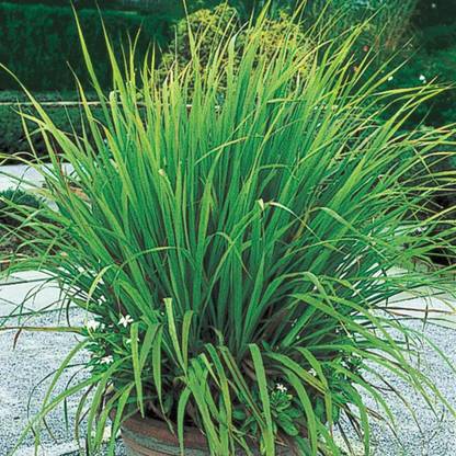 VibeX HUA-14 - Lemon Grass Mosquito Repellent Plant - (2250 Seeds) Seed