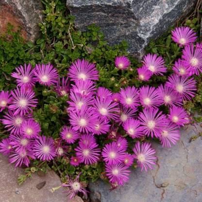Aywal Ice Flower Seed