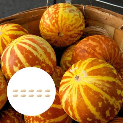CYBEXIS Tigger Melon Seeds - Pumpkin200 Seeds Seed