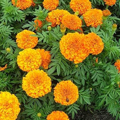Aro Mari gold yellow Seed