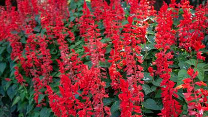 Lorvox Salvia Seed