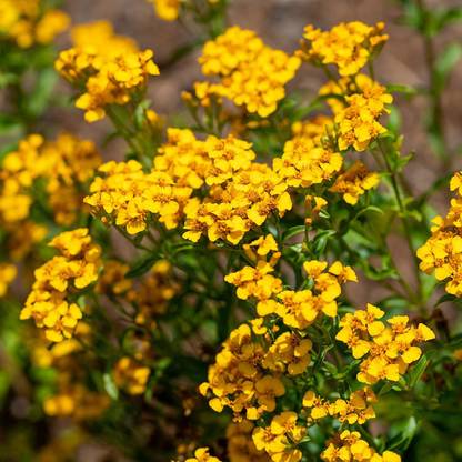 VibeX GBPUT-44 - Mexican Mint - (150 Seeds) Seed