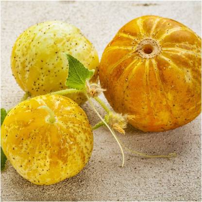 VibeX ® VXI-153 Lemon Cucumber (Cucumis sativus) Seed