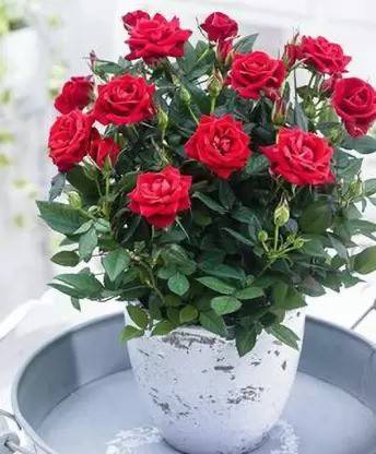 Aro Rose, Flower seeds Seed