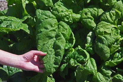 KNESSiN Spinach - Monstrueux De Viroflay ~, French Spinach-{800 Seeds} Seed