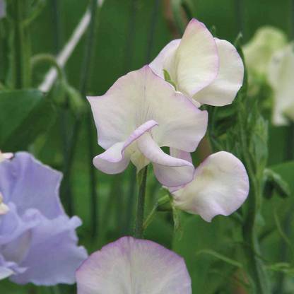CYBEXIS Sweet Pea ‘High Scent’ (Lathyrus Odoratus) Seed