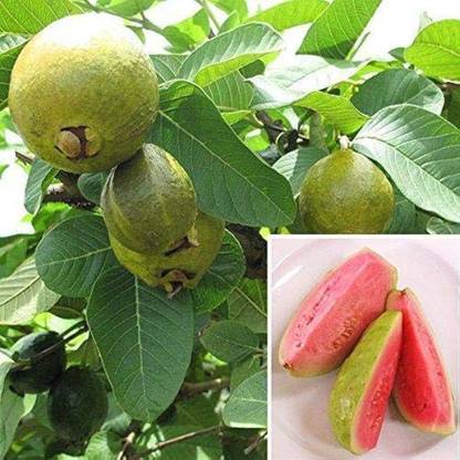 ibains Red guava plant seed Seed