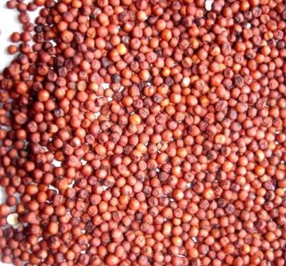 Shree Ganga Enterprise Organic Finger Millet (Ragi) Seeds For Farming and Gardening Seed