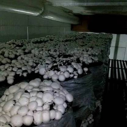 XOLDA Organic mushroom herb Seed