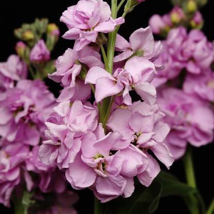 CYBEXIS VVI-38 - Stock Katz Lavender - (250 Seeds) Seed