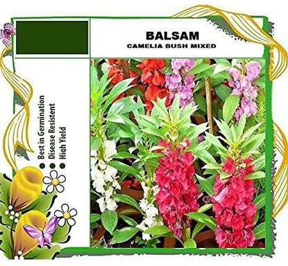 VibeX NBIR-59 - Balsam Bush - (90 Seeds) Seed