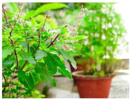 SEEDSART Tulsi Seeds " High Germination Seeds" Fast -Growth /90 Seeds / L187 Seed