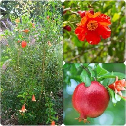 CYBEXIS VVI-38 - Dwarf Pomegranate Fruit Tree - (30 Seeds) Seed