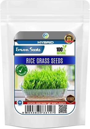 Erwon Hybrid Rice Grass Seed