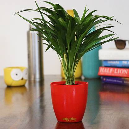Leafy Tales Areca Palm+RedPlastic Pot Seed