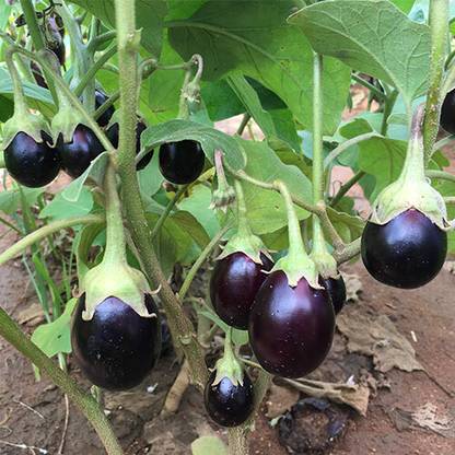 CEZIUS Easy Growing Small BRINJAL SEEDS PURPLE ROUND-a10Y Seed