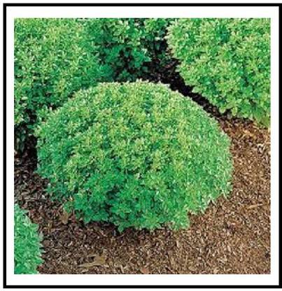 VibeX ® VMR-5 Dwarf Fine Bush Basil Minette Seed