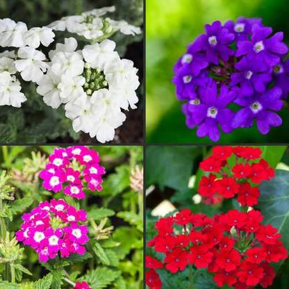 TANCES Multicolor Seed